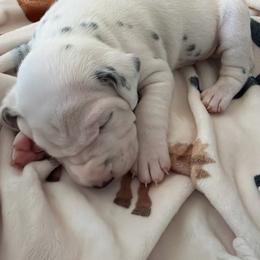 Rolly - White and black male Dalmatian puppy in Mesa, Arizona from Lauren's Dalmatians