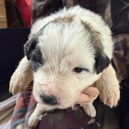 Victor- black - Badger male Colorado Mountain Dog puppy in Cotopaxi, Colorado from Once Upon A Moose (OUM)