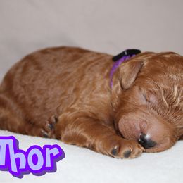 Thor - Red  male Poodle puppy in Sheridan, California from Renegade Standard Poodles