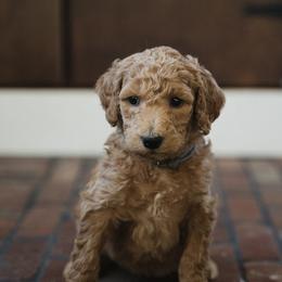 Goldendoodles and Poodles from Black Barn Kennel