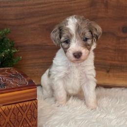 Prince Caspian - White and red merle male Bordoodle puppy in Valley Center, California from Circle R Valley Bordoodls