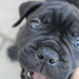 Cane Corso Puppies from Steel Legacy Cane Corso