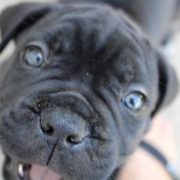 Cane Corso Puppies from Steel Legacy Cane Corso