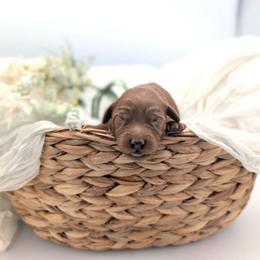 Slushy - Red  male Goldendoodle puppy in Blackfoot, Idaho from Riverside Poodles