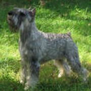 Standard Schnauzers from Adrastia Standard Schnauzers