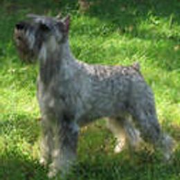 Standard Schnauzers from Adrastia Standard Schnauzers