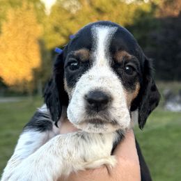 Gary - Black white and tan male English Springer Spaniel puppy in Bay City, Wisconsin from Springer Hills Farm