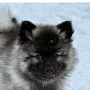Keeshond Puppies from Hocking Hills Keeshonds