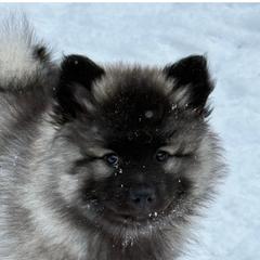 Keeshond Puppies from Hocking Hills Keeshonds
