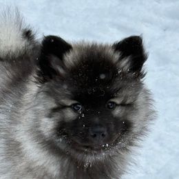 Keeshond Puppies from Hocking Hills Keeshonds