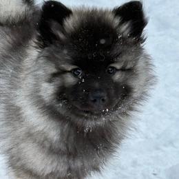 Keeshond Puppies from Hocking Hills Keeshonds