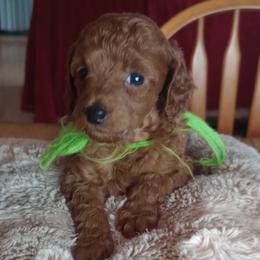 Samuel of Shiloh Majestic Embrace Miniature Poodle - Red  male Poodle puppy in Licking, Missouri from Majestic Embrace Poodles