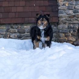 Annie - Black tri-color female Australian Shepherd puppy in Bristol, New Hampshire from NewFound Lake Aussies