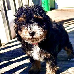 Rae - Tri-color female Bernedoodle puppy in Lincoln, Nebraska from GRand Doodles