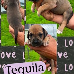 Tequila - Fawn female Great Dane puppy in Wellsville, New York from Prophecy Danes