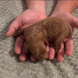 Miniature Schnauzer and Schnoodle Puppies from River and Pine Pups