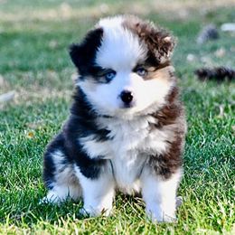 Aspen - Black tri female Toy Australian Shepherd puppy in Bristow, Iowa from Pine Ridge Toy Aussies
