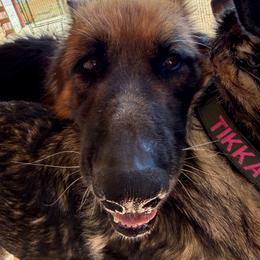 German Shepherd puppies from Vom Stille Teufelshunde Kennels