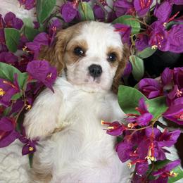 Glimmer - Blenheim female Cavalier King Charles Spaniel puppy in Conway, Missouri from Jordan  Harrison