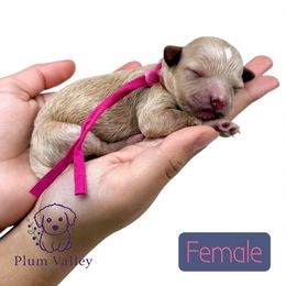 Dark pink collar girl - Apricot female Poodle puppy in Crete, Illinois from Plum Valley Pups