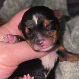 Mateo - Parti male Yorkshire Terrier puppy in West Enfield, Maine from GRIFFEY'S SPA AND KENNEL