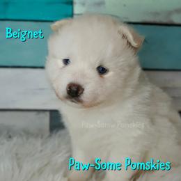 Beignet - White male Pomsky puppy in Krum, Texas from Paw-Some Pomskies