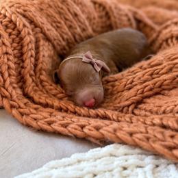 Honor - Red female Cockapoo puppy in Mt Bethel, Pennsylvania from Stasia’s Cutiepoos