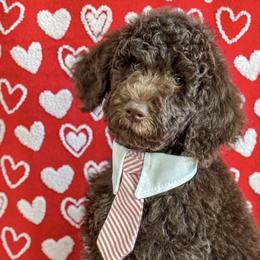 Boy 5 - Brown Poodle puppy in Lake City, Florida from 224 Doodles and Poodles