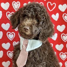 Boy 5 - Brown Poodle puppy in Lake City, Florida from 224 Doodles and Poodles
