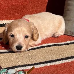 Cream girl 2 - Cream female Dachshund puppy in Paris, Texas from Michel Creek Kennel