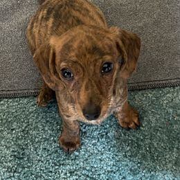 Dachshund Puppies from Bella’s Puppies