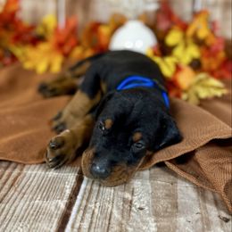 Gunnar - Black and rust male Doberman Pinscher puppy in Aredale, Iowa from Royal Dynasty Dobermann Kennel