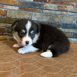 Boy 2 - Black and tan male Pembroke Welsh Corgi puppy in Visalia, California from VIP Stables