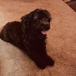 PEARL - Yorkipoo