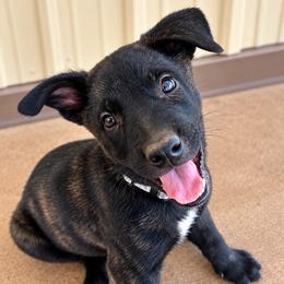 Rook - Black brindle male Dutch Shepherd puppy in Sierra Vista, Arizona from KnightWatch K-9
