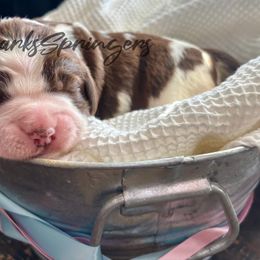 English Springer Spaniel Puppies from Sparks Springer Spaniels