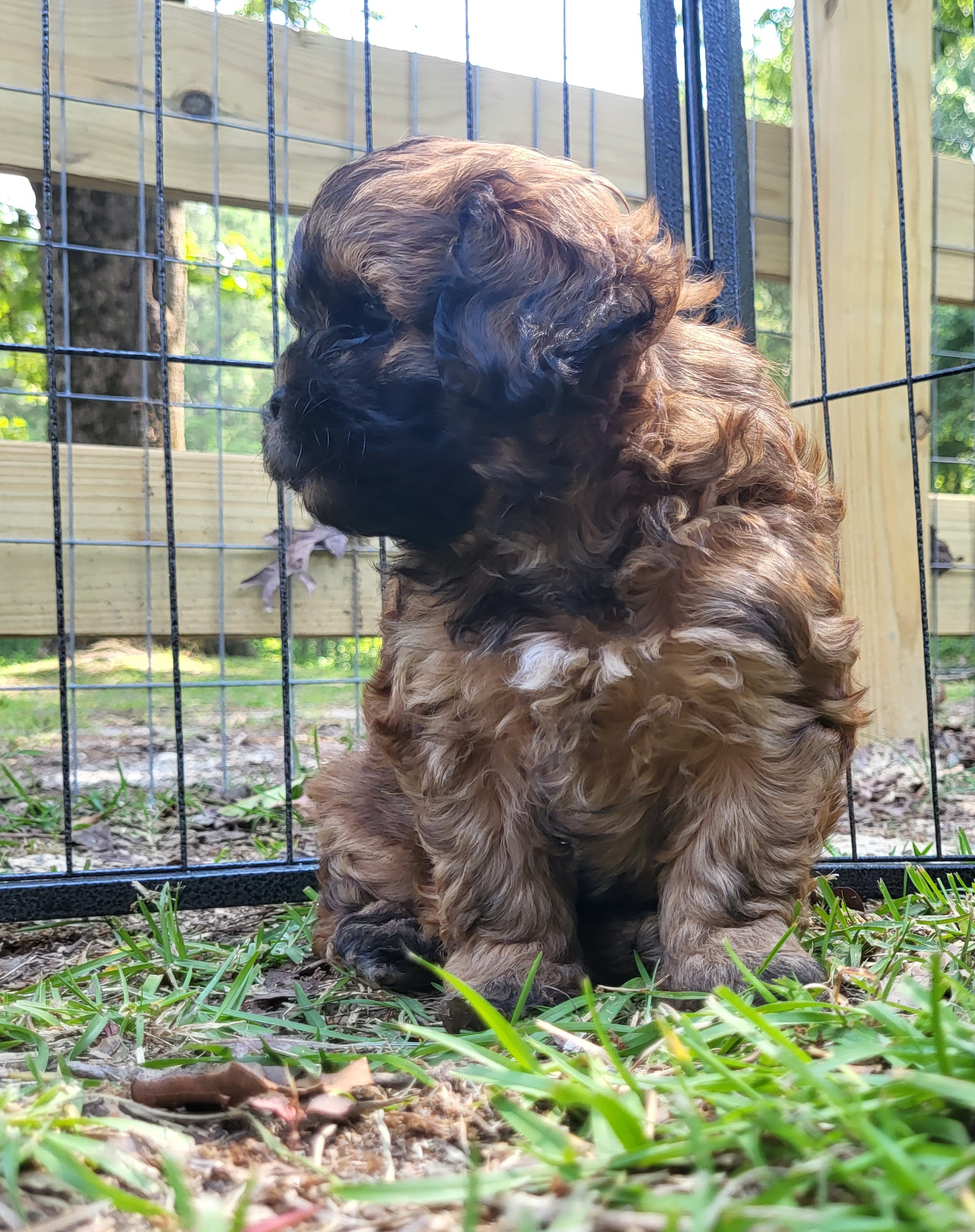 Goldendoodle and Shihpoo Puppies from Peace, Love, and Puppies at the Creek