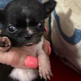 Lakitu - Black and white female Chihuahua puppy in Dime Box, Texas from Color Me Crazy Chihuahuas