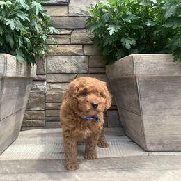 Cavapoo and Poodle Puppies from P&D Palace