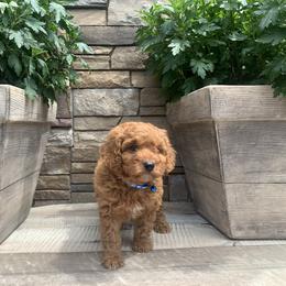 Cavapoo and Poodle Puppies from P&D Palace