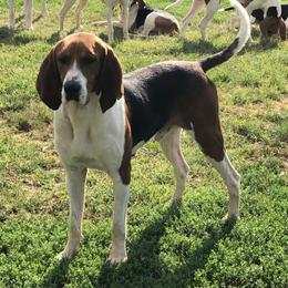 Garvin - Treeing Walker Coonhound