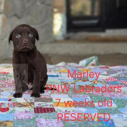 Marley - Chocolate male Labrador Retriever puppy in Rogue River, Oregon from PNW Labradors