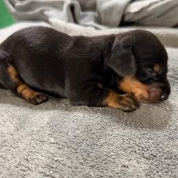 Acorn - Black and tan male Dachshund puppy in Live Oak, Florida from Johnson’s Weiner Farm