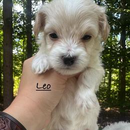 Leo - Cream male Maltipoo puppy in Traverse City, Michigan from Riyem Wildflower Farms