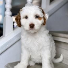 Black - Red female Australian Labradoodle puppy in Antelope, California from Adorable Labradoodle