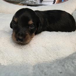 Black and Cream - Black and cream male Dachshund puppy in West Plains, Missouri from Spring Creek Dachshunds