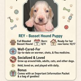Basset Hound Puppies from Violet Lane Basset Hounds