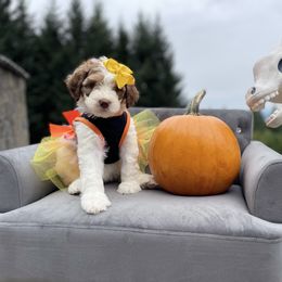Erin - Bernedoodle puppy in Washougal, Washington from Sandy Creek Bernedoodles