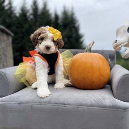 Erin - Bernedoodle puppy in Washougal, Washington from Sandy Creek Bernedoodles