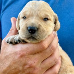 Charity - Dark golden female Golden Retriever puppy in Doniphan, Missouri from Stockford’s Golden Retrievers